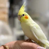 عروس هلندی فول دستی