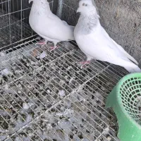 سینه اقون الماسی آبی
