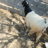 بزه کهره دار
