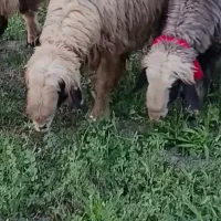 میش بره قوچ
