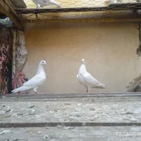کبوتر پتی واله