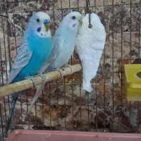 مرغ عشق