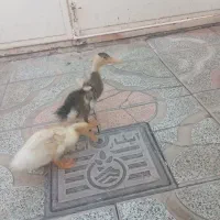 جوجه اردک