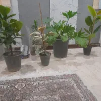 گل برگ انجیلی زنده و سرحال