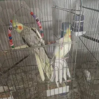 یک جفت عروس هلندی مولد با ۵تا جوجه