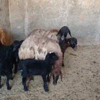 ۴ میش با بره هاش