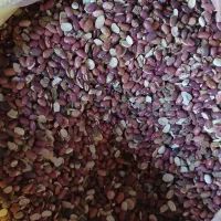 لوبیا قرمز آشی