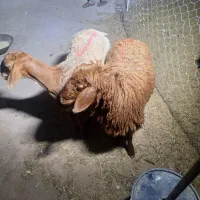 بره گوسفند