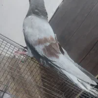 یک جفت جوجه سور