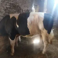 گاو نر