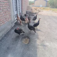بوقلمون