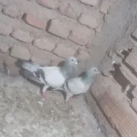 همه گلچین.