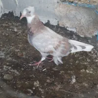 جوجه کبوتر
