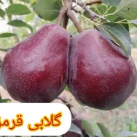 فروش انواع نهال مثمر با ضمانت از نهالستان مجوزدار