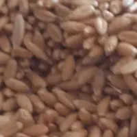 فروش گندم دیم  آذر۲