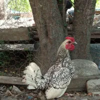 خروس سیبرایت یک سال نیم