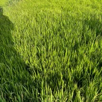 نشائ چلتوک کامفیروزی بشرط