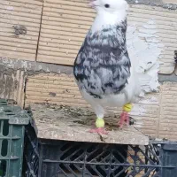 کبوتر