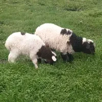 ا گوسفند نر  ۵ ۶ ماهه  به فروش میرسد