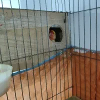 طوطی برزیلر