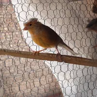 تعدادی پرنده قناری و سقا