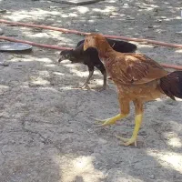 نیمچه لاری نژاد اصل