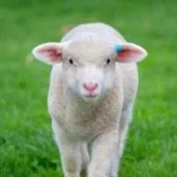 گمشده بره قرمز در کمربندی