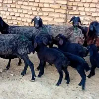 پنج میش بره دار جوان بره ها شیرمست جفتی ۸۴