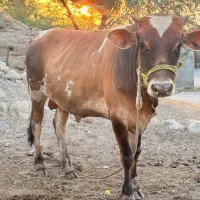 فروش گاو نر