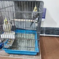 دو عدد عروس نردونه ای 1تومن