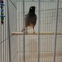 مرغ مینا سخنگو