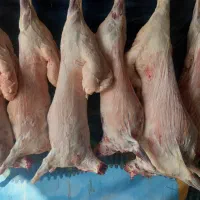 سلاخی گاو وگوسفند