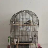 عروس هلندی سخنگو