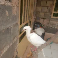 1234|پرنده|رودشت (چهارمحال و بختیاری), |دیوار