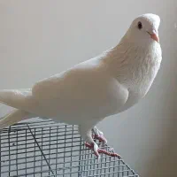کبوتر