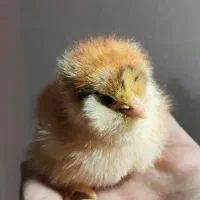 جوجه گلپایگان درجه یک