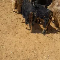 بز و بزغاله