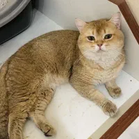 گربه نر گلد ۲ ساله مولد