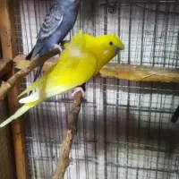 مرغ عشق پروانه ای نروماده