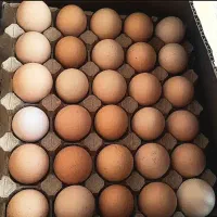 تخم مرغ خانگی