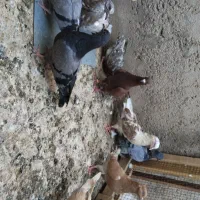 جوجه‌کبوتر