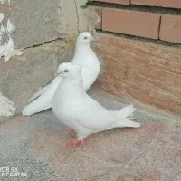 سفید چشم زرد نوک ریز کلاهی
