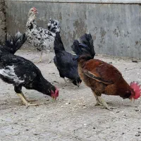 مرغ وخروس گلین ریش دار زیر مرغی