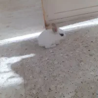بچه خرگوش