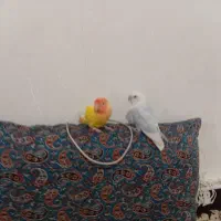 دوتا کوتوله