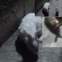 خرگوش