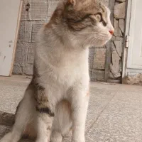 گربه ملوس
