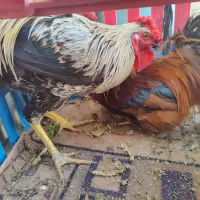 تعدادی خروس و مرغ محلی