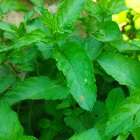 نعناع تازه برای خشک کردن