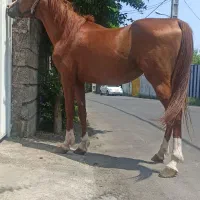 اسب عرب ایرانی نژاد اصیل یا معاوضه با موتور